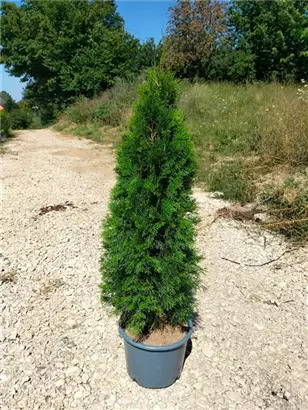 Lebensbaum 'Smaragd' - Thuja occidentalis 'Smaragd' - Heckenpflanzen