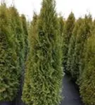 Lebensbaum 'Smaragd' - Thuja occidentalis 'Smaragd' - Heckenpflanzen