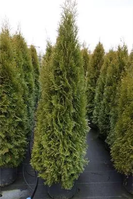 Lebensbaum 'Smaragd' - Thuja occidentalis 'Smaragd' - Heckenpflanzen
