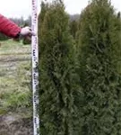 Lebensbaum 'Smaragd' - Thuja occidentalis 'Smaragd' - Heckenpflanzen