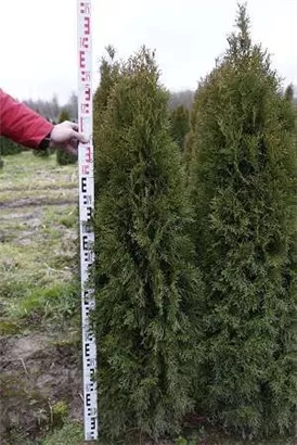 Lebensbaum 'Smaragd' - Thuja occidentalis 'Smaragd' - Heckenpflanzen