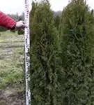 Lebensbaum 'Smaragd' - Thuja occidentalis 'Smaragd' - Heckenpflanzen