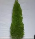 Lebensbaum 'Smaragd' - Thuja occidentalis 'Smaragd' - Heckenpflanzen