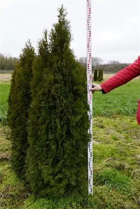 Lebensbaum 'Smaragd' - Thuja occidentalis 'Smaragd' - Heckenpflanzen