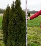 Lebensbaum 'Smaragd' - Thuja occidentalis 'Smaragd' - Heckenpflanzen