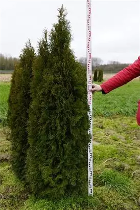 Lebensbaum 'Smaragd' - Thuja occidentalis 'Smaragd' - Heckenpflanzen