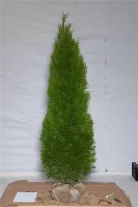Lebensbaum 'Smaragd' - Thuja occidentalis 'Smaragd' - Heckenpflanzen