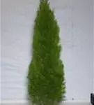 Lebensbaum 'Smaragd' - Thuja occidentalis 'Smaragd' - Heckenpflanzen