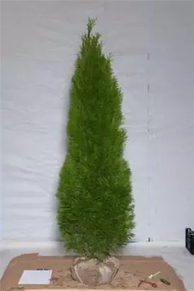 Lebensbaum 'Smaragd' - Thuja occidentalis 'Smaragd' - Heckenpflanzen