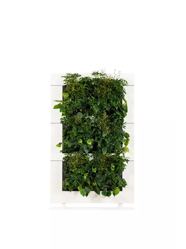 LiveDivider Plus 3 LiveDivider Plus 3