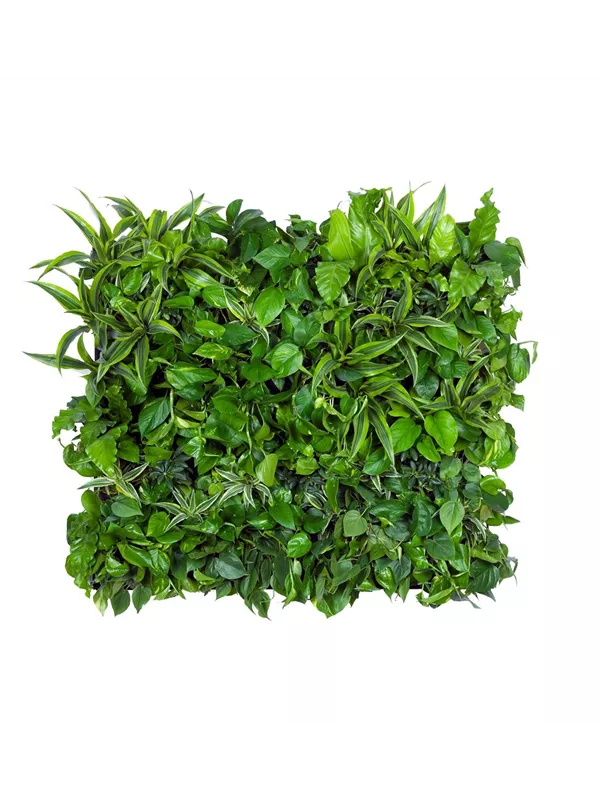 LivePanel Pack 3 x 2