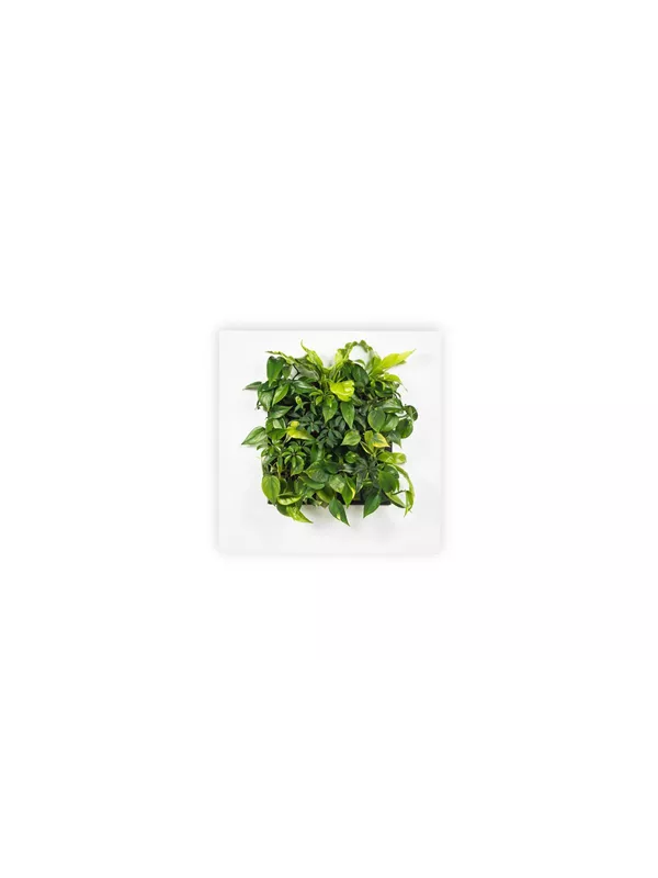 LivePicture 1 LivePicture 1